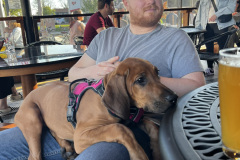 Pup Lounging